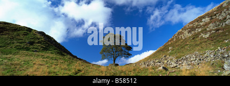 Sycamore Gap, Hadrianswall, in der Nähe von Hexham, Northumberland, England, Vereinigtes Königreich, Europa Stockfoto