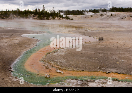 Norris Geyser Basin, Yellowstone National Park, UNESCO World Heritage Site, Wyoming, Vereinigte Staaten von Amerika, Nordamerika Stockfoto