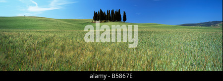 Zypressen im Bereich Getreide unter blauen Himmel, in der Nähe von San Quirico d ' Orcia, Toskana, Italien, Europa Stockfoto