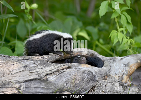 Striped Skunk (Mephitis Mephitis) Baby auf Log mit Erwachsenen im Log, in Gefangenschaft, Sandstein, Minnesota, Vereinigte Staaten von Amerika Stockfoto