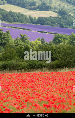 Lavendel und Mohn, Shoreham, in der Nähe von Sevenoaks, Kent, England, Vereinigtes Königreich, Europa Stockfoto