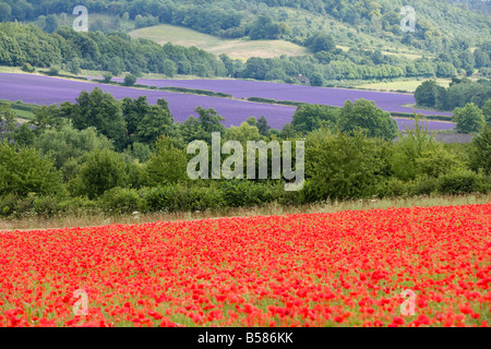 Lavendel und Mohn, Shoreham, in der Nähe von Sevenoaks, Kent, England, Vereinigtes Königreich, Europa Stockfoto