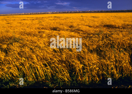 Reife Weizen in einem bewässerten Feld bläst der Wind in den späten Nachmittag, Arizona, USA Stockfoto