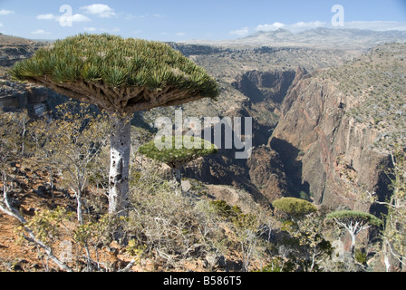 Dearhur Canyon, Drachenblut Bäume wachsen entlang Rand, Diksam Plateau, zentrale Insel Sokotra, Jemen Stockfoto