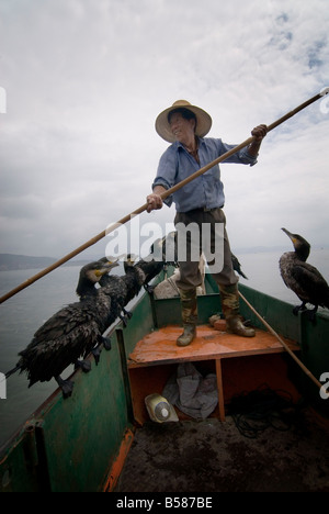 Kormoran Fischer mit seiner Vögel, Erhai See, Dali, Yunnan, China, Asien Stockfoto