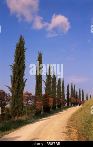 Landstraße mit Zypresse Bäume in der Nähe von San Quirico, Toskana, Italien, Europa Stockfoto