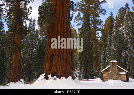 Stein Stein Museum Emissionshandelsystem gigantischen Sequoia Bäumen im Mariposa Grove nach Neuschnee Yosemite Nationalpark, Kalifornien USA Stockfoto