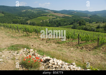 Typische toskanische anzeigen in der Umgebung von Lamole, in der Nähe von Greve, Chianti, Toskana, Italien, Europa Stockfoto