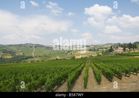 Weinberge in der Nähe von Radda, Chianti, Toskana, Italien, Europa Stockfoto