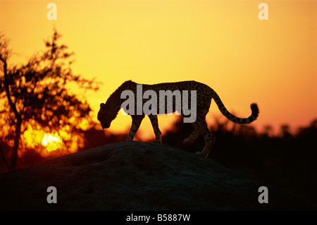 Gepard (Acinonyx Jubatus), Okavango Delta, Botswana, Afrika Stockfoto