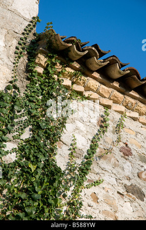 Efeu an der Wand Stockfoto