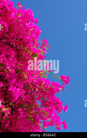 Bougainvillea ist eine Gattung von Blütenpflanzen Stockfoto