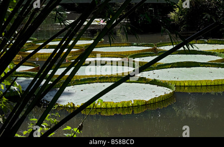 Kanapaha Gärten Gainesville Florida riesigen Victoria-Seerose Stockfoto