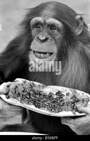 Schimpansen im Twycross Zoo gibt einen Schrei der Missbilligung nach dem Essen einige seiner Marmelade Sandwich...  August 1977 77-04341-001 Stockfoto