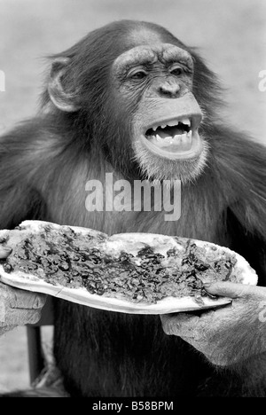 Schimpansen im Twycross Zoo gibt einen Schrei der Missbilligung nach dem Essen einige seiner Marmelade Sandwich.  August 1977 77-04341-002 Stockfoto