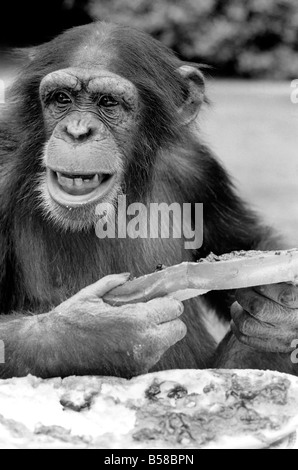 Schimpansen im Twycross Zoo gibt einen Schrei der Missbilligung nach dem Essen einige seiner Marmelade Sandwich.  August 1977 77-04341-003 Stockfoto