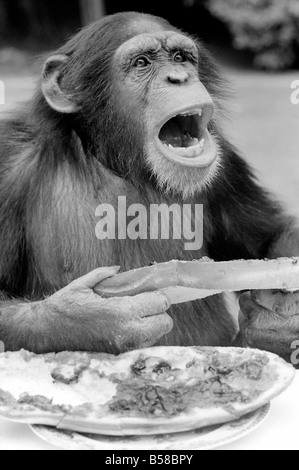 Schimpansen im Twycross Zoo gibt einen Schrei der Missbilligung nach dem Essen einige seiner Marmelade Sandwich. August 1977 77-04341-004 Stockfoto