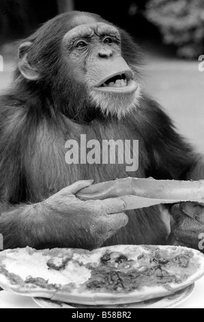 Schimpansen im Twycross Zoo gibt einen Schrei der Missbilligung nach dem Essen einige seiner Marmelade Sandwich. August 1977 77-04341-005 Stockfoto