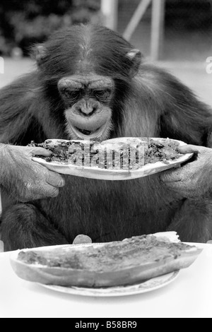 Schimpansen im Twycross Zoo gibt einen Schrei der Missbilligung nach dem Essen einige seiner Marmelade Sandwich. August 1977 77-04341-008 Stockfoto