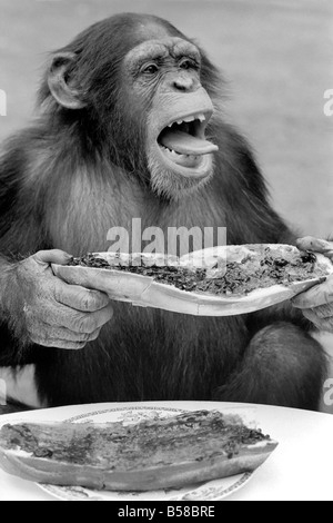 Schimpansen im Twycross Zoo gibt einen Schrei der Missbilligung nach dem Essen einige seiner Marmelade Sandwich. August 1977 77-04341 Stockfoto