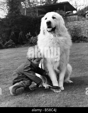 Cruft es Platzhirsch Wetten ein Brush-up: mit seiner erhöhten Position standesgemäß würde Großbritanniens Top Hund bekommt ein Bürsten nach unten von seinem jungen Meister. Es war die ideale Entspannung für Bergerie Knur, ein Pyrenäenberghund der imposanten Statur. Die sanfte Pflege von kleinen Simon Prince, dazu beigetragen, Bürste entfernt die Aufregung von einem sehr hektischen Tag am Samstag (02.07.70), wenn Bergerie Knur Supreme Champion auf der berühmten Cruft Hundeausstellung in London gewählt wurde. Er war ein Wettbewerber unter einem Record Eintrag 8.398 Hunde. Seinem Besitzer Herr Stockfoto