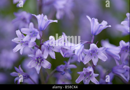 Nahaufnahme des spanischen Bluebell Hyacinthoides Hispanica oder Endymion Hispanicus hybrid Stockfoto