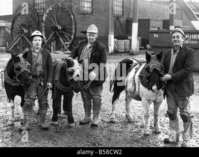 Grube Ponys Bullet Darkie und Baldie mit Broken George Oxley William Armstrong und Bogen Cowell an Marley Hill Grube in der Nähe von Gateshead 1983 kurz vor der Schließung der Mine s Stockfoto