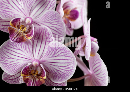 Rosa-weiß gestreifte Phalaenopsis Orchidee blüht Stockfoto