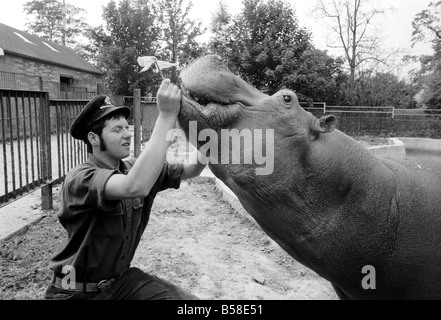 Nilpferd in Chessington Zoo: Ben Chessington Zoo Nilpferd, etwa 1 Tonne gesehen wiegt, haben hier eine Plastice Tasche aus den Zähnen entfernt Stockfoto