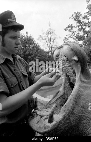 Nilpferd in Chessington Zoo: Ben Chessington Zoo Nilpferd, etwa 1 Tonne gesehen wiegt, haben hier eine Plastice Tasche aus den Zähnen entfernt Stockfoto