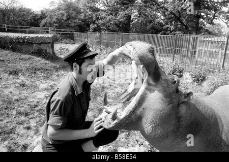 Nilpferd in Chessington Zoo: Ben Chessington Zoo Nilpferd, etwa 1 Tonne gesehen wiegt, haben hier eine Plastice Tasche aus den Zähnen entfernt Stockfoto