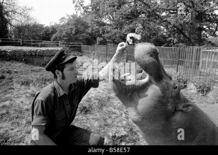 Nilpferd in Chessington Zoo: Ben Chessington Zoo Nilpferd, etwa 1 Tonne gesehen wiegt, haben hier eine Plastice Tasche aus den Zähnen entfernt Stockfoto