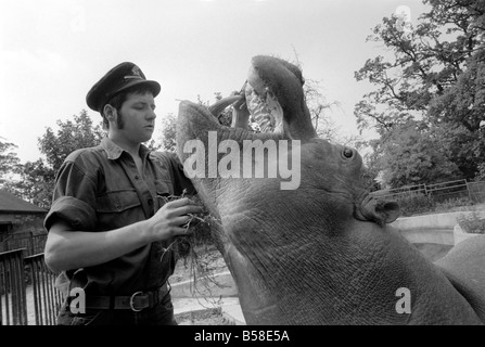 Nilpferd in Chessington Zoo: Ben Chessington Zoo Nilpferd, etwa 1 Tonne gesehen wiegt, haben hier eine Plastice Tasche aus den Zähnen entfernt Stockfoto