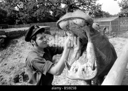 Nilpferd in Chessington Zoo: Ben Chessington Zoo Nilpferd, etwa 1 Tonne gesehen wiegt, haben hier eine Plastice Tasche aus den Zähnen entfernt Stockfoto