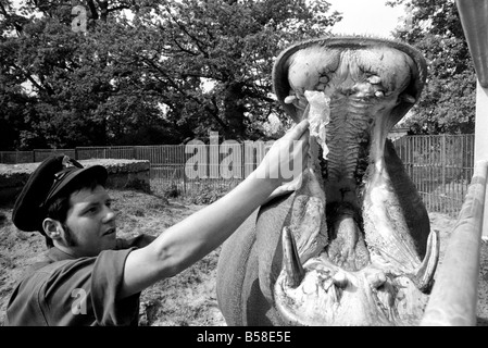 Nilpferd in Chessington Zoo: Ben Chessington Zoo Nilpferd, etwa 1 Tonne gesehen wiegt, haben hier eine Plastice Tasche aus den Zähnen entfernt Stockfoto