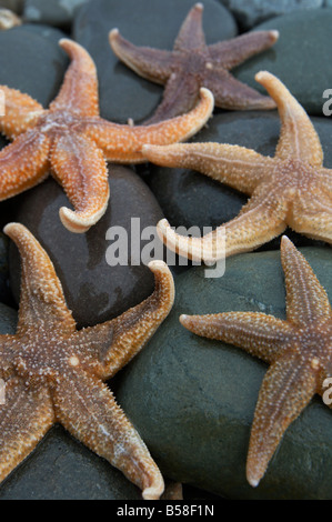 5 fünf gemeinsamen Seesterne Asterias Rubens auf nassen Steinen auf einem See-Ufer in Wexford an der Küste von Süd-Ost-Irland Stockfoto