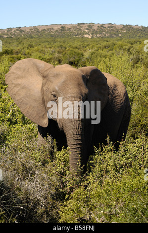 Afrikanische Elefanten Addo Elephant Park, Südafrika Stockfoto