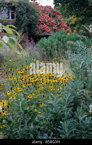DER STEINGARTEN IN HOLBROOK GARTEN ENDE OKTOBER RUDBECKIA FULGIDA DEAMII IM VORDERGRUND VITIS COIGNETAE HINTERGRUND Stockfoto