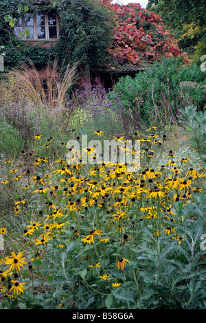 DER STEINGARTEN IN HOLBROOK GARTEN ENDE OKTOBER RUDBECKIA FULGIDA DEAMII IM VORDERGRUND VITIS COIGNETAE HINTERGRUND Stockfoto