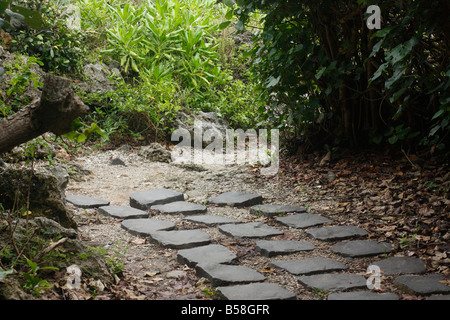 Abruptes Ende ein Fußweg in einem tropischen Wald. Stockfoto