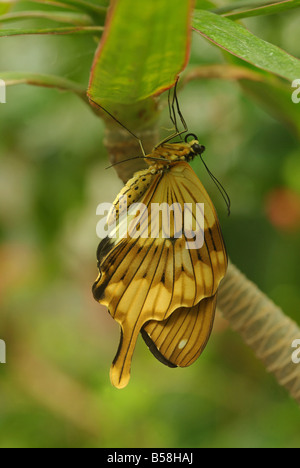 Papilio Dardanus, Mockler Schwalbenschwanz Schmetterling Stockfoto