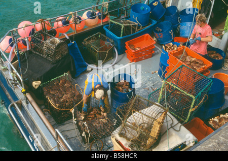 Fischer, die Sortierung durch ihren Fang von frischen Krebsen in St Ives Harbour, Cornwall, UK Stockfoto