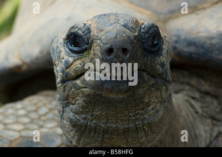 riesige Tortois betrachten Sie scharf auf die Nase Stockfoto