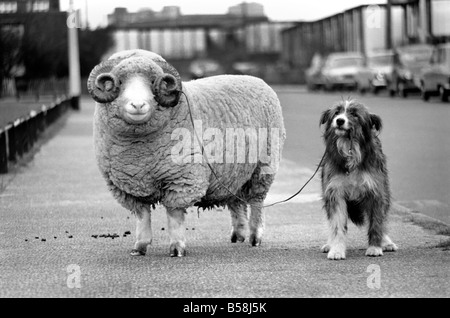 Tiere: Humor: Nell der Hirtenhund Arnold nimmt den Widder seine Gassi. In der Wohnung des Tiertrainer John Holmes von Cranborne in Dorset. Arnold erscheint in den Wollsekretariat Werbespots und Nell ist in einem kommerziellen Gasfeuer. Februar 1981 81-00699-001 Stockfoto