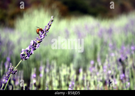 Honey Bee in einem Feld von Lavendel. Stockfoto