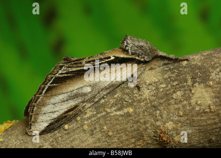 Schlucken Sie prominente Motte (Pheosia Tremula) Stockfoto