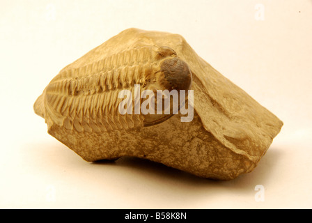 Eine gut erhaltene Trilobiten fossilen eingebettet im Felsen Stockfoto