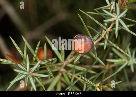 Gemeinsamen Juniper, Blätter und Beeren (Juniperus Comunis) Stockfoto