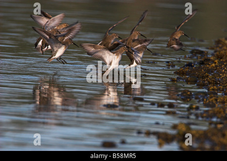 Alpenstrandläufer Calidris Alpina Herde im Flug aber herab, am Meeresstrand in Esquimalt Lagune Victoria Vancouver Island im Februar zu landen Stockfoto