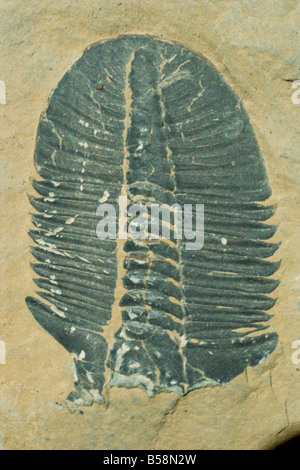 Fossilien Ogygiopsis Klotzi Trilobit 50mm langen unteren Kambrium Stephen Bildung Burgess Yoho Kanada Nordamerika Stockfoto